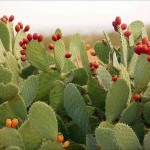 nopal
