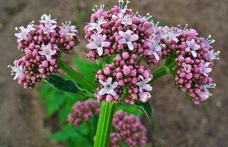 valeriana
