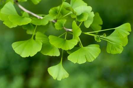 ginkgo