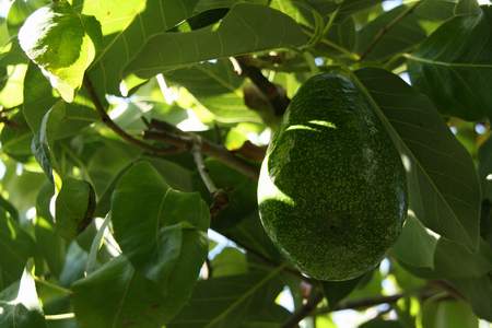 hojas de aguacate