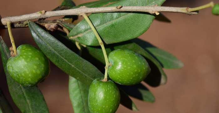 hoja olivo