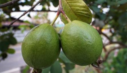 guayaba