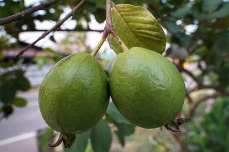 guayaba