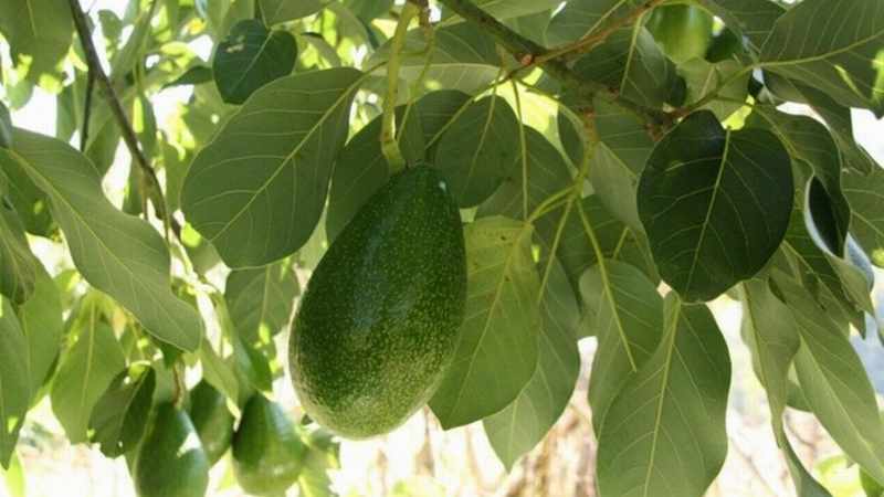 hojas de aguacate